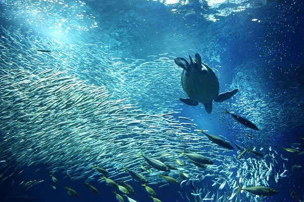 大洗キャンプ場　周辺　アクアワールド茨城県大洗水族館